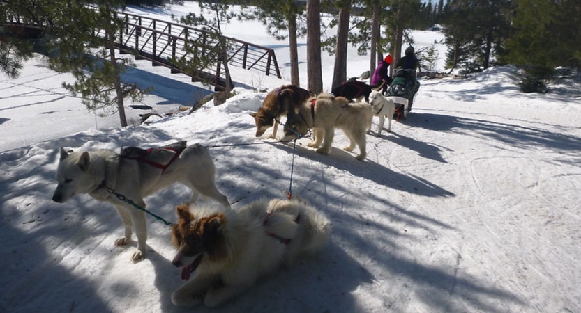 a team of sled dogs rest alongside a frozen creek